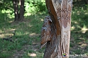 VBS_4706 - Il bosco fatato - Montaldo Roero
